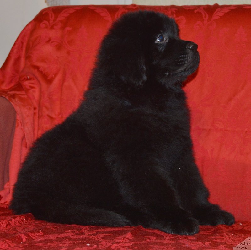 Фото: ньюфаундленд Смигар Ухти Тухти с Невской Бухты