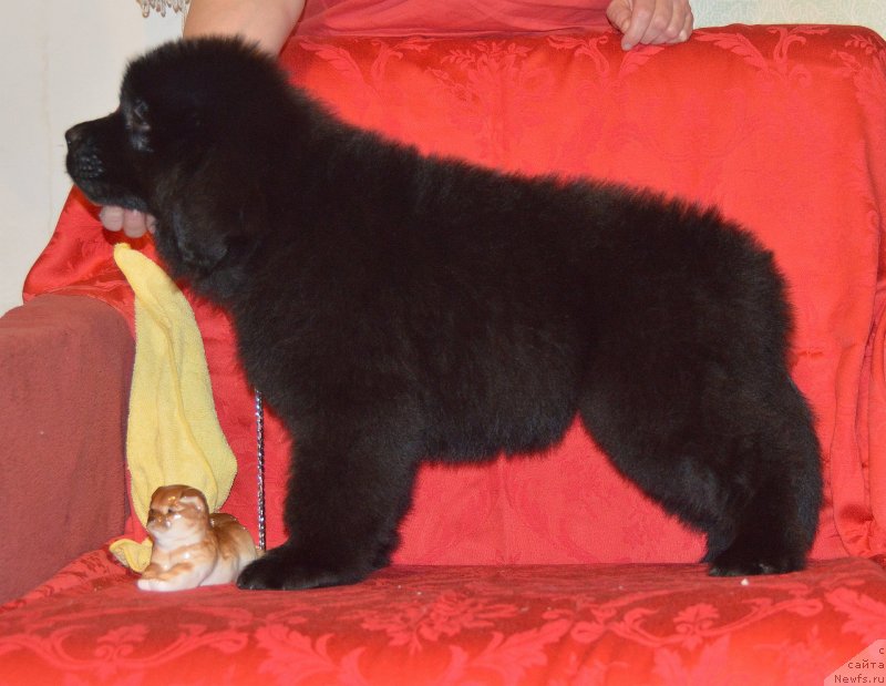 Фото: ньюфаундленд Смигар Ухти Тухти с Невской Бухты