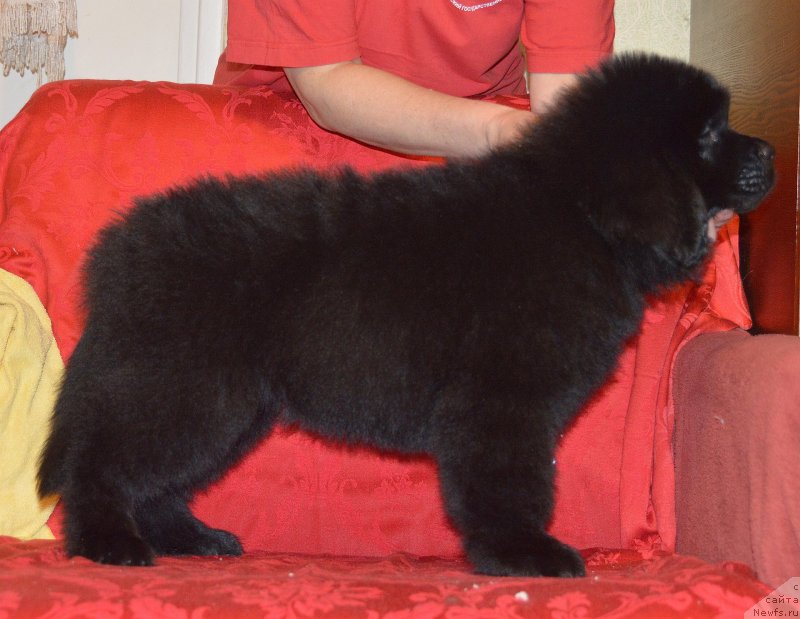 Фото: ньюфаундленд Смигар Ухти Тухти с Невской Бухты