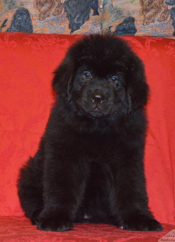 Фото: ньюфаундленд Смигар Ухти Тухти с Невской Бухты