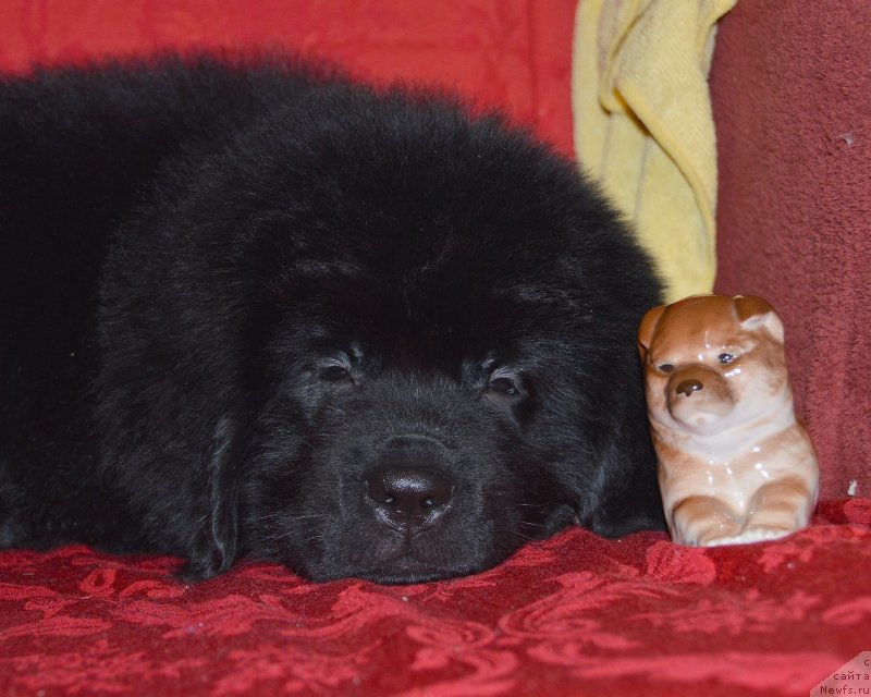 Фото: ньюфаундленд Смигар Ухти Тухти с Невской Бухты