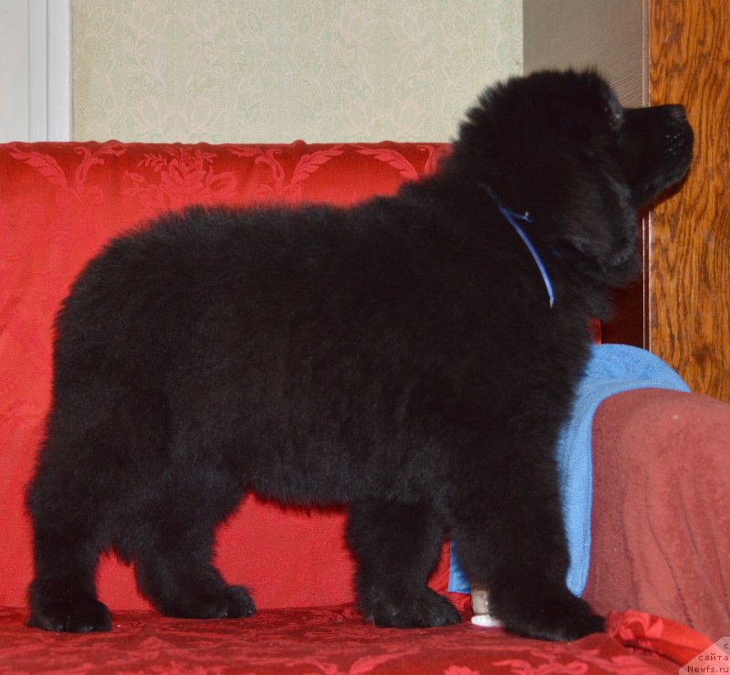 Фото: ньюфаундленд Смигар Умница Разумница