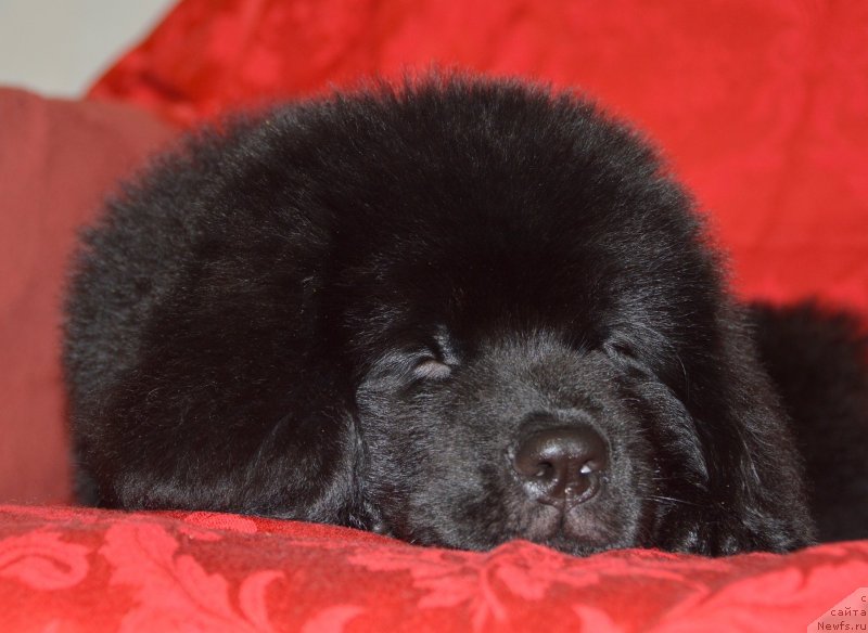 Фото: ньюфаундленд Смигар Умница Разумница