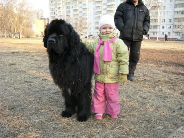 Фото: ньюфаундленд Мороз-Воевода от Сибирского Медведя