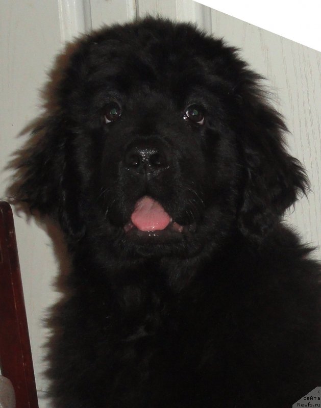 Фото: ньюфаундленд Валмонд Победитель (Valmond Pobeditel)