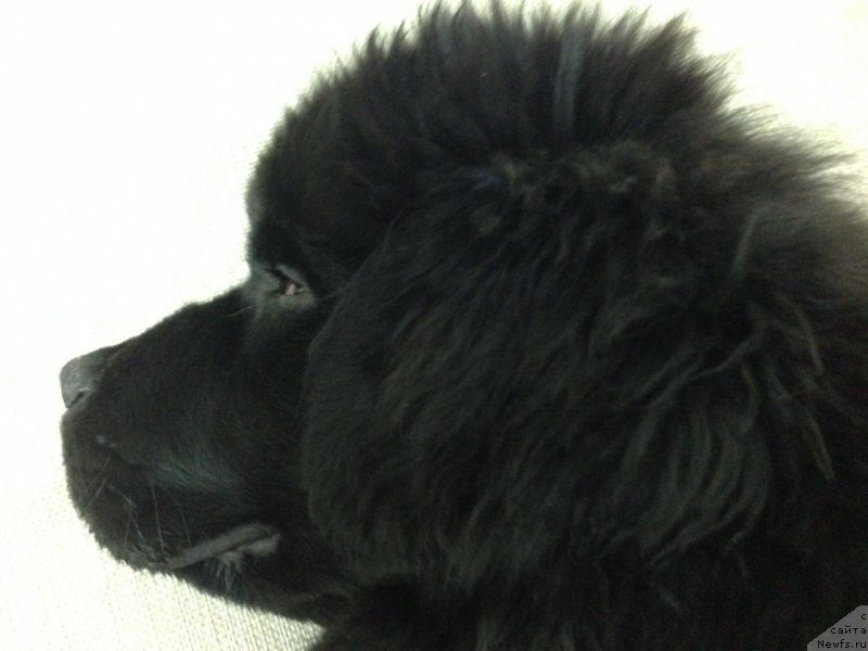 Фото: ньюфаундленд Черный Балу Джонс