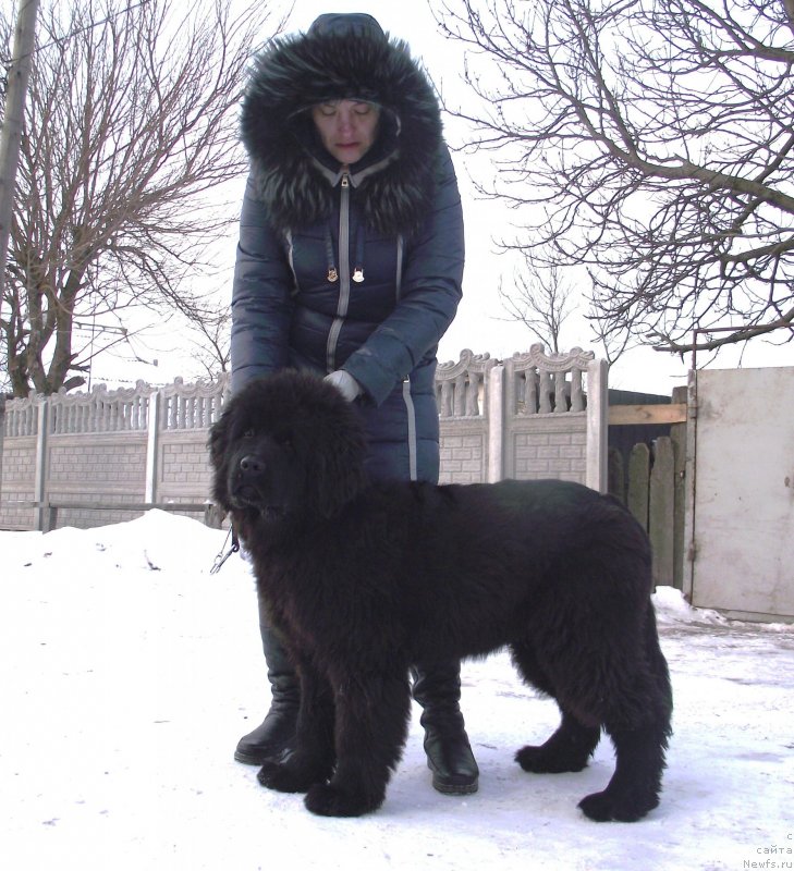 Фото: ньюфаундленд Супер Премиум Овертакинг ис Форбидден