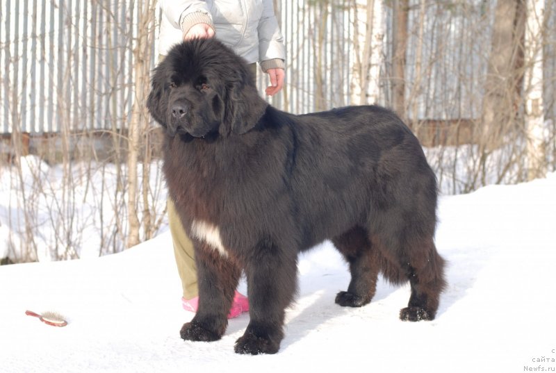 Фотография № 146757