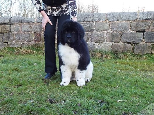 Фото: ньюфаундленд Плюшевая Панда Эау Белле Алыона (Plushevaya Panda Eau Belle Alyona)