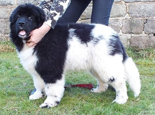 Фото: ньюфаундленд Плюшевая Панда Эау Белле Алыона (Plushevaya Panda Eau Belle Alyona)