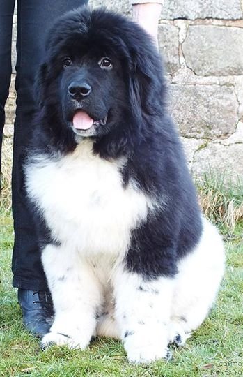 Фото: ньюфаундленд Плюшевая Панда Эау Белле Алыона (Plushevaya Panda Eau Belle Alyona)