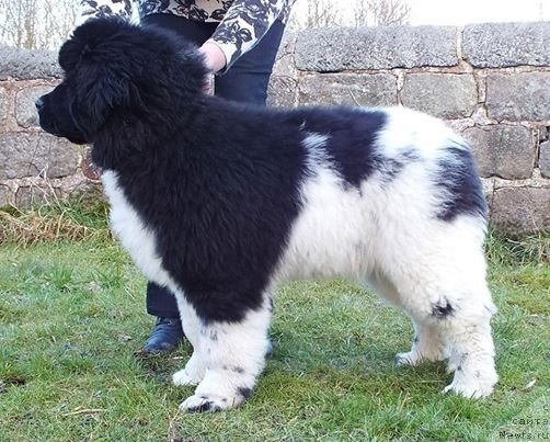 Фото: ньюфаундленд Плюшевая Панда Эау Белле Алыона (Plushevaya Panda Eau Belle Alyona)