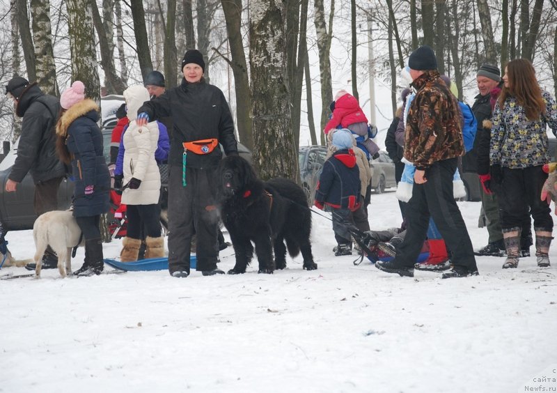 Фото: ньюфаундленд Аз Труэ Бегущая по Волнам Династия Совершенства (As True for Beguschaya po Volnam Dinastiya Soverchenstva), Галина Костюхова