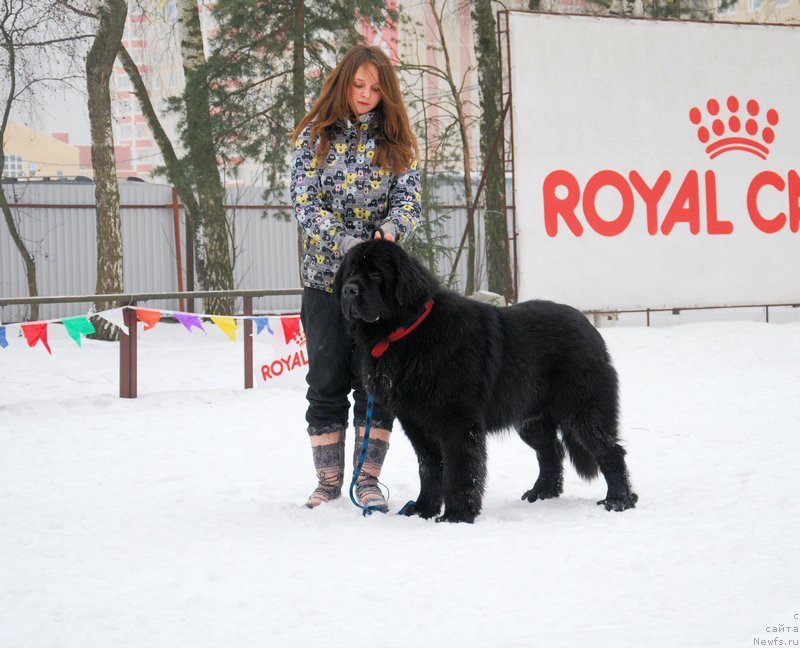 Фото: ньюфаундленд Аз Труэ Бегущая по Волнам Династия Совершенства (As True for Beguschaya po Volnam Dinastiya Soverchenstva)