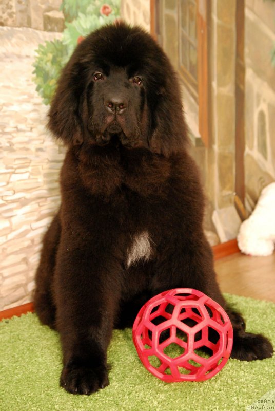 Фото: ньюфаундленд Geneva Moon Bear