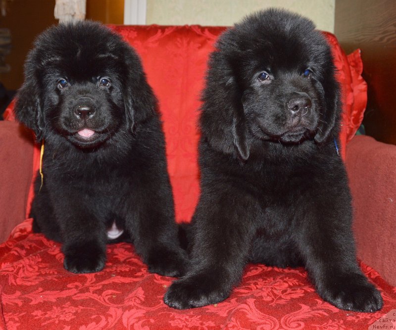 Фото: ньюфаундленд Смигар Ухти Тухти с Невской Бухты, ньюфаундленд Смигар Умница Разумница