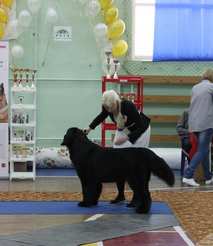 Фото: ньюфаундленд Питерньюф Нота Бене (Piternyuf Nota Bene), Екатерина Зайцева