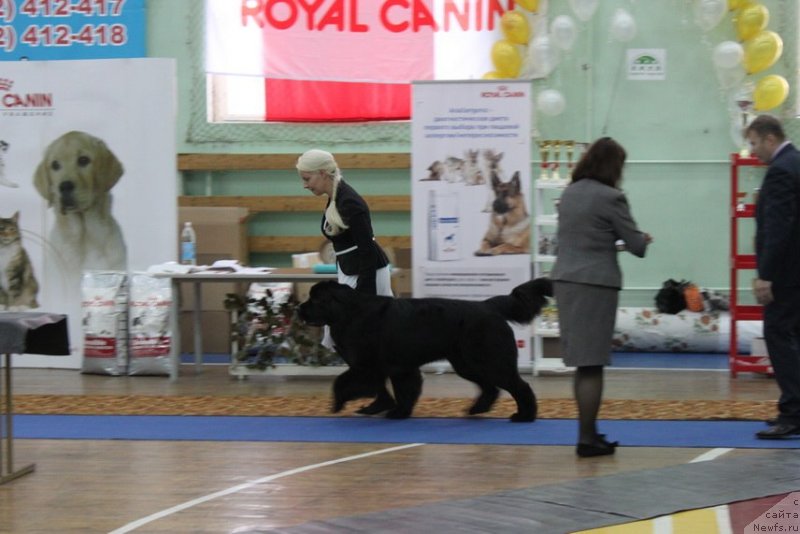 Фото: ньюфаундленд Питерньюф Нота Бене (Piternyuf Nota Bene), Екатерина Зайцева