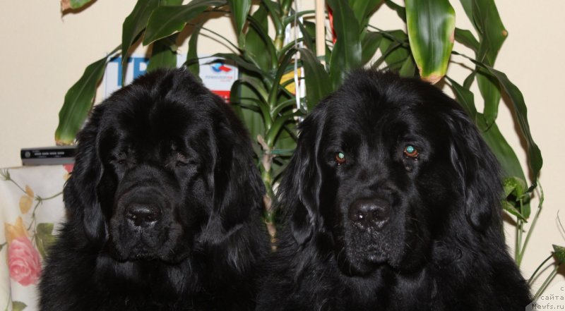 Фото: ньюфаундленд Дар Свезы Со Ит Шелл Би (Dar Svezy So it Shell Be), ньюфаундленд Кайден Плейфул (Kaiden Playful)