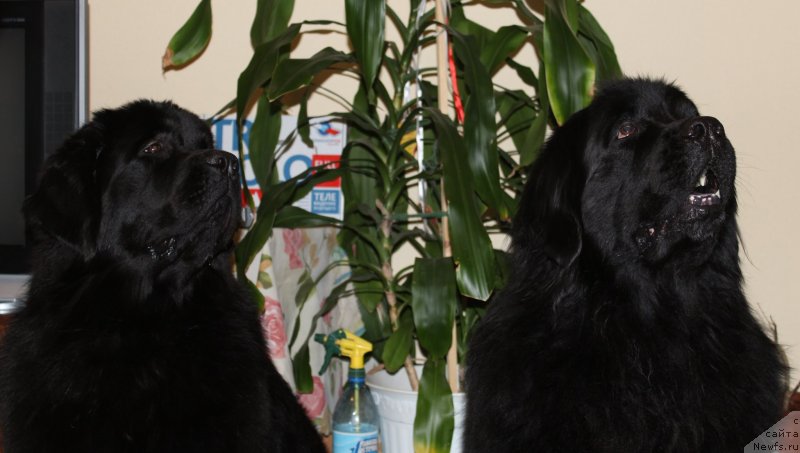 Фото: ньюфаундленд Дар Свезы Со Ит Шелл Би (Dar Svezy So it Shell Be), ньюфаундленд Кайден Плейфул (Kaiden Playful)