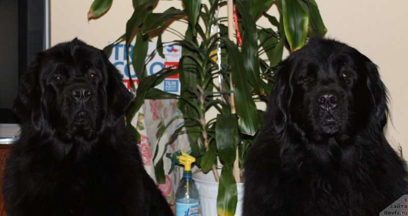 Фото: ньюфаундленд Дар Свезы Со Ит Шелл Би (Dar Svezy So it Shell Be), ньюфаундленд Кайден Плейфул (Kaiden Playful)