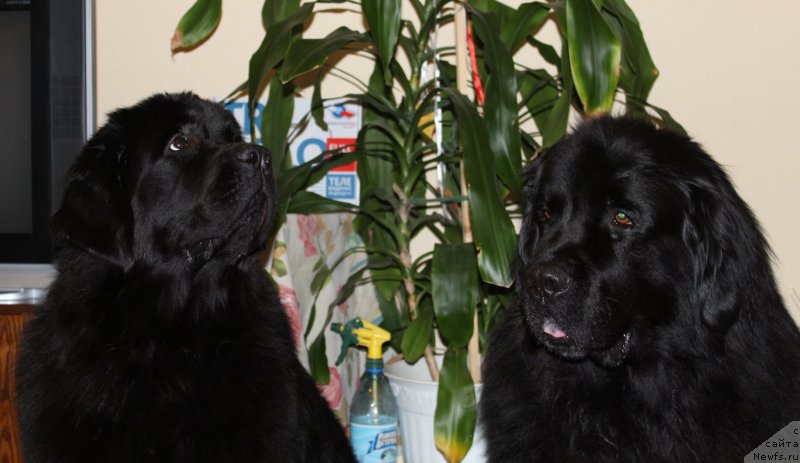 Фото: ньюфаундленд Дар Свезы Со Ит Шелл Би (Dar Svezy So it Shell Be), ньюфаундленд Кайден Плейфул (Kaiden Playful)