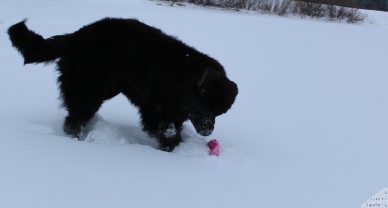 Фото: ньюфаундленд Дар Свезы Со Ит Шелл Би (Dar Svezy So it Shell Be)