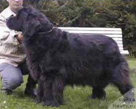 Фото: ньюфаундленд Ferrylands Ecolette