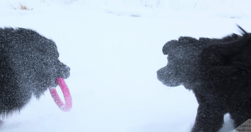 Фото: ньюфаундленд Кайден Плейфул (Kaiden Playful), ньюфаундленд Дар Свезы Со Ит Шелл Би (Dar Svezy So it Shell Be)