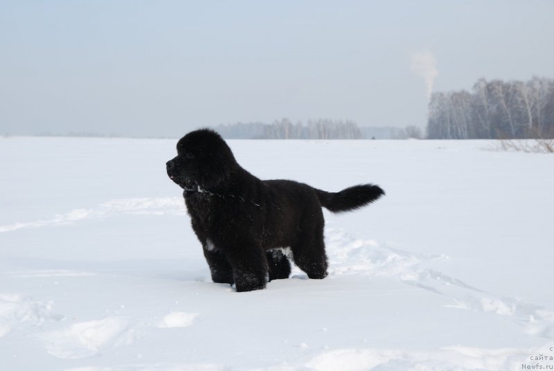 Фотография № 146821