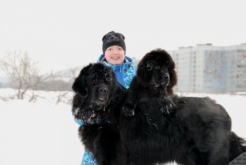 Фото: ньюфаундленд Geneva Moon Bear, ньюфаундленд Формула Любви от Сибирского Медведя