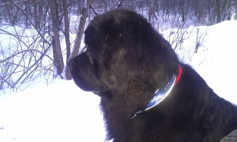 Фото: ньюфаундленд Сент Джонс Гвендолин Глориус Гарден