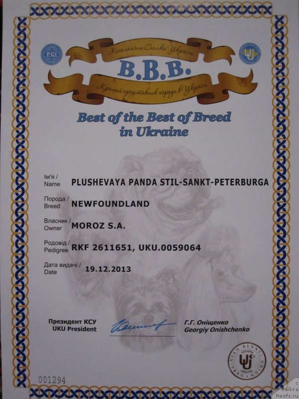 Фото: ньюфаундленд Плюшевая Панда Стиль-Санкт-Петербурга