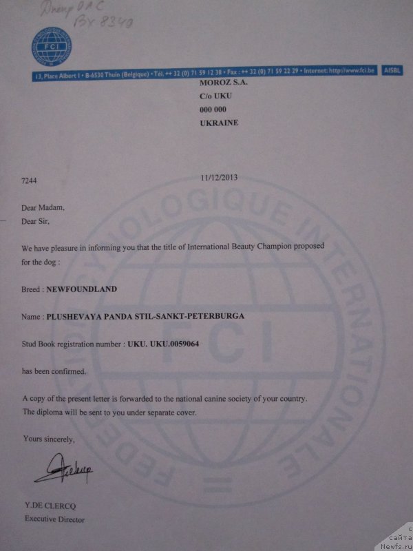 Фото: ньюфаундленд Плюшевая Панда Стиль-Санкт-Петербурга