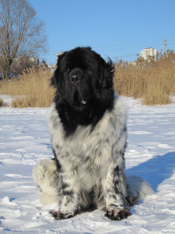 Фото: ньюфаундленд Плюшевая Панда Стиль-Санкт-Петербурга