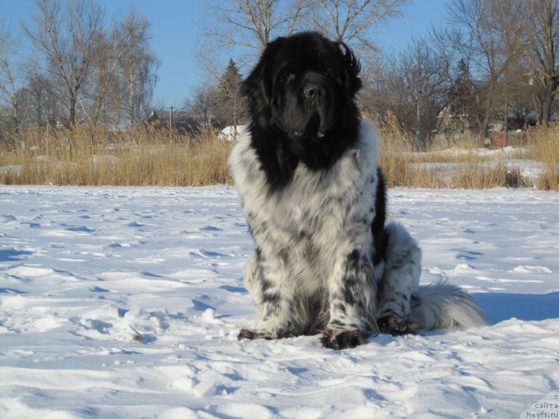 Фото: ньюфаундленд Плюшевая Панда Стиль-Санкт-Петербурга