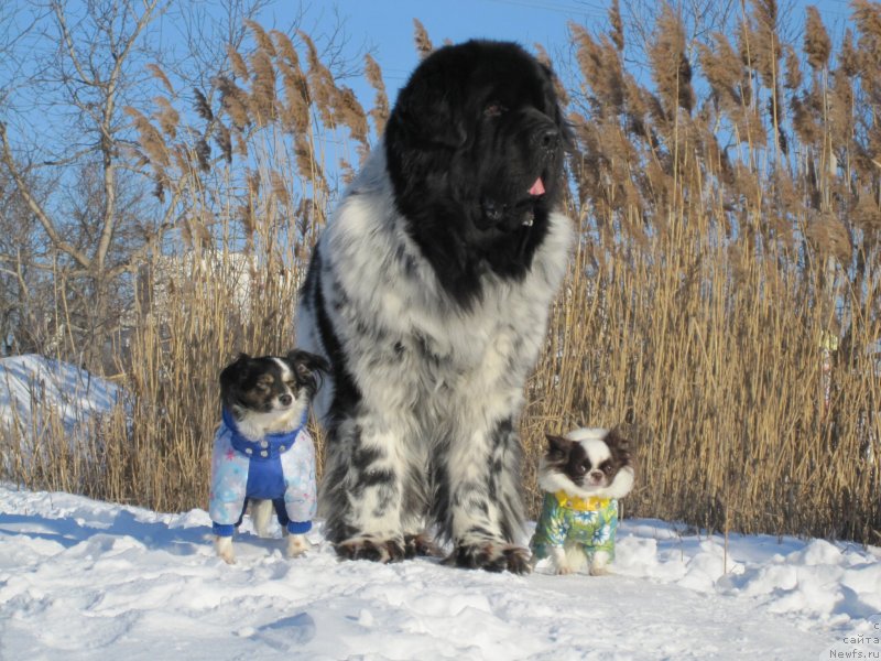 Фото: ньюфаундленд Плюшевая Панда Стиль-Санкт-Петербурга