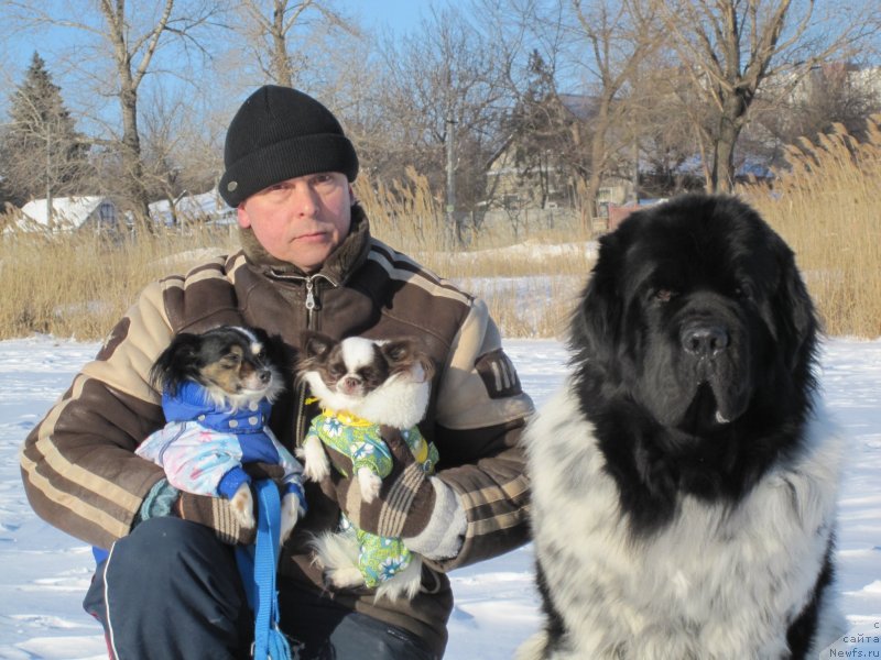 Фото: ньюфаундленд Плюшевая Панда Стиль-Санкт-Петербурга