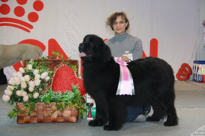 Фото: ньюфаундленд Ньюфорт Танцующая Королева