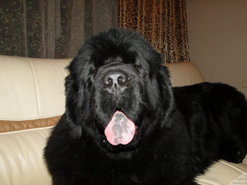 Фото: ньюфаундленд Баловень Судьбы