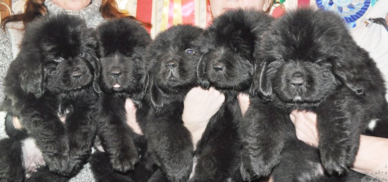 Фото: ньюфаундленд Акватория Келвин Фром Сибириа эт Каюга (Aquatoriya Kelvin From Siberia at Cayuga), ньюфаундленд Бегущая по Волнам Зефирин Друэн (Beguschaya po Volnam Zephirine Drouhin)