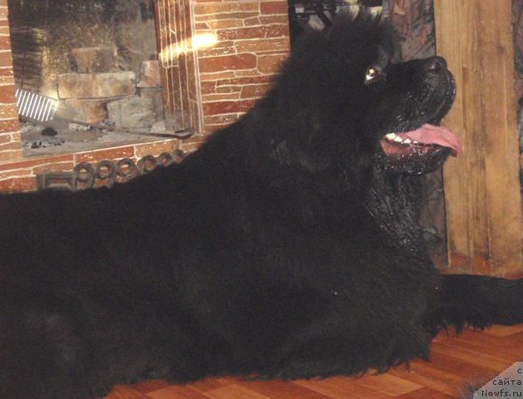 Фото: ньюфаундленд С'Нежная Вьюга Армандо Паруссо (S'Nezhnaya Vjuga Armando Parusso)