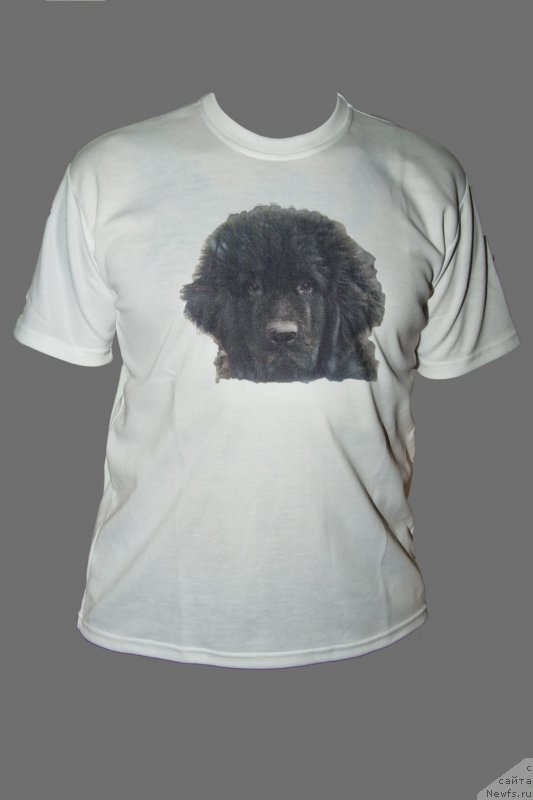 Фото: ньюфаундленд Черный Балу Дюссельдорф