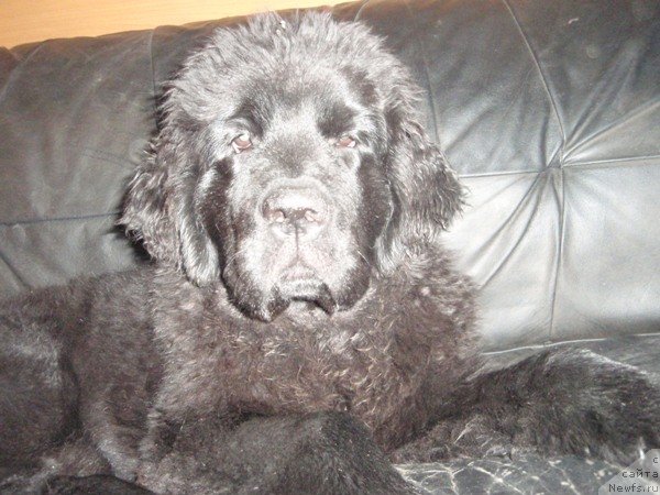 Фото: дочь, ньюфаундленд Потап Елана
