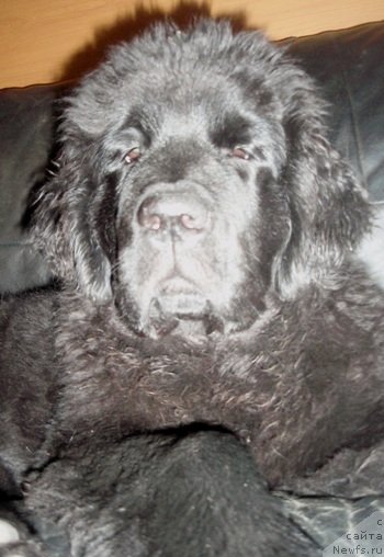 Фото: дочь, ньюфаундленд Потап Елана