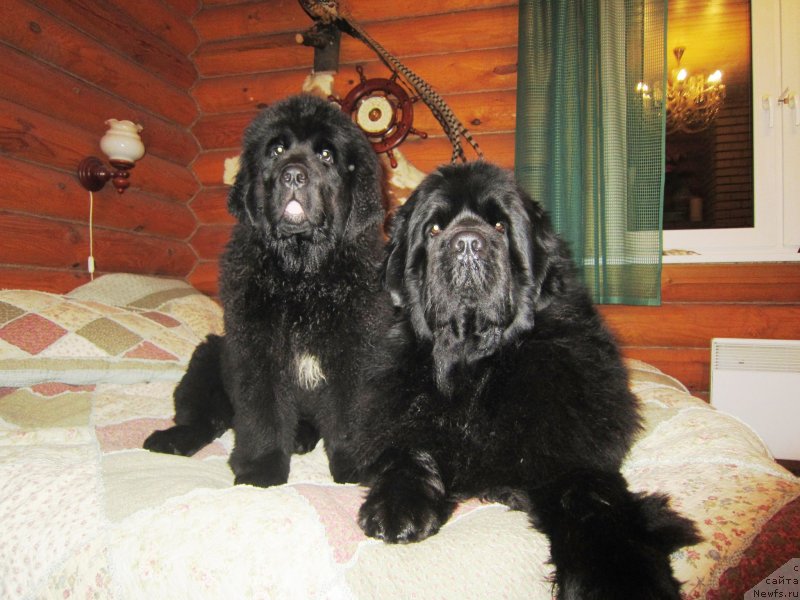 Фото: ньюфаундленд Плюшевая Панда Эмпорио Элегансе (Plushevaya Panda Emporio Еlegans), ньюфаундленд Cristalmar Cadeaux de Noel