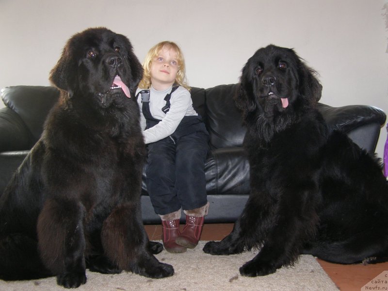 Фото: ньюфаундленд Черная Мафия Маубе Ше Вилл (Chernaya Mafia Maybe She Will), ньюфаундленд Черная Мафия Маке Тхе Мост оф Нов (Chernaya Mafia Make the Most of Now)