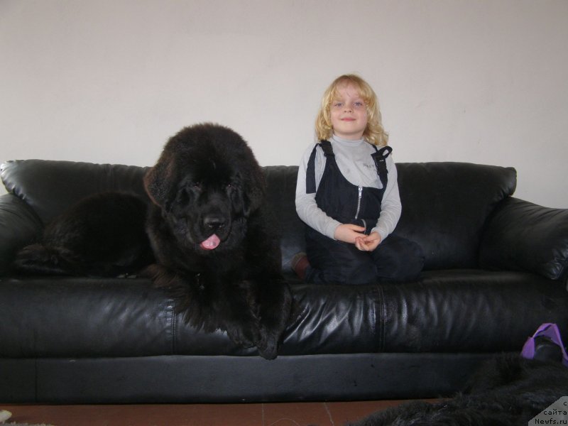 Фото: ньюфаундленд Черная Мафия Маубе Ше Вилл (Chernaya Mafia Maybe She Will)