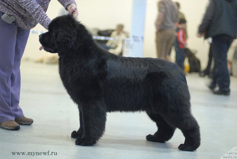 Фото: ньюфаундленд Сент Джонс Жоселин