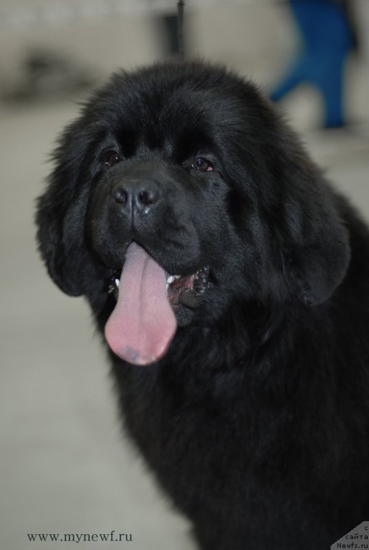 Фото: ньюфаундленд Сент Джонс Жоселин